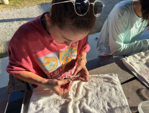 夜光貝お守り作り