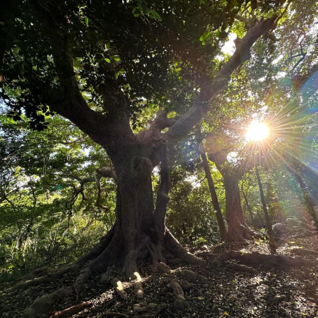 オクマナビの新しいツアー第二弾🎉🎉

世界自然遺産✨に登録された国頭村（くにがみそん）の大自然やんばるの森🌲🌲文化を学び、大森林、長尾橋を散策‼️
https://okuma-navi.net/nature/#nature_1

世界自然遺産に登録された大自然やんばるの森🌳🌳🌳🌳🪵🌿貴重な生き物が息づく森を散策しながらのんびり歩きます😊様々な生態系が息づくやんばる🌲まず初めにやんばる野生生物保護センターウフギー自然館の見学に行きます🥸✨大自然の勉強後、国頭村を散策😁階段や傾斜もございますので、動きやすい服装にてご参加をお願い致します‼️国頭村の魅力あふれるポイントをオクマナビのガイドと一緒に巡ります💓また夏は日差しも強く、虫除け、日焼け対策を万全にして、やんばるの自然を満喫してください‼️‼️

㊗️✨2024年のその他の新しいツアー

▼ 伊部岳登山（頂上）
https://okuma-navi.net/climbing/#climbing_1

▼ 伊部岳登山（オオウラジロガシ）
https://okuma-navi.net/climbing/#climbing_2

▼ 伊部岳登山（周遊コース）
https://okuma-navi.net/climbing/#climbing_3

今年2024年はこの4つで😉まだまだ、おすすめポイントはいっぱいあるのですが、スタッフがいないので、また増えたらツアーが増えます笑😝3月からの常勤スタッフ募集中。お気軽にご相談下さい💖
https://okuma-navi.net/employment_offers/

#新しいツアー

🌻やんばる国立公園に指定された沖縄本島最北端の国頭村（くにがみそん）奥間（おくま）を中心に、亜熱帯の森やんばるの大自然の魅力を感じていただけるようなマリンアクティビティ・エコツアー、もの作りなど様々なメニューを用意しています。

📸✨全ツアー写真撮影無料
ツアー終了後、後日ファイル転送サービスにて写真をお送りしております📩また、撮影させて頂いたお写真やその他の沖縄でのお好きな写真をエコバッグやTシャツにショップでプリント💖1枚あたり約10分で作れますよ🌈思い出をそのままお持ち帰りください😉割引あり✨
🛒https://okinawa-photogoods.net/

🌴ショップインフォメーション
遠方から来られるお客様も安心してご参加頂けます。ウェットスーツ等のレンタルも無料ですので、持ち物は水着と着替えがあれば手ぶらでオッケーです👌
・受付施設　・更衣室　・シャワー（シャンプー、リンス、ボディーソープ完備）　・タオル　・トイレ　・無料駐車場

🐠✨詳しくはトップ画面のホームページからご覧ください❣️また、各ツアーページにある【体験のお申し込みはコチラ】よりご予約をお願い致します✨空き状況等を確認後、ご予約確認メールをお送りしております😊ご不明な点がございましたらお気軽にご連絡ください。

🥩🍻オクマナビ
炭焼きBBQ🍖 CAFE🍧 居酒屋🍺✨

釣った魚を食べたい🐟とういうお客様の声にお答えし飲食店をオープン🥳アグーしゃぶしゃぶや牛もつ鍋、沖縄料理も多数ご用意‼️バーベキューガーデンやウッドデッキにてお食事が可能です🍻沖縄ならではの島野菜やお肉等、お客様に喜んでいただけるようなメニューをご提供しております😆新年会、忘年会、イベント、パーティーなどの貸し切りプランも承ります👌
https://okumanavi-cafe.net

🏝#スタッフ募集 
マリンアクティビティ、エコツアーのインストラクター、ガイド✨ご興味がございましたら、ご予約の上、一度ショップにお越し頂ければ幸いです✨一緒に楽しんでお客様とゆんたくしていだだけるスタッフを募集中です😊
https://okuma-navi.net/employment_offers/

#沖縄 #沖縄旅行 #沖縄観光 #沖縄大好き #沖縄北部 #国頭村 #オクマ #奥間 #やんばる #リゾート #マリンショップ #マリンアクティビティ #BBQ #バーベキュー #居酒屋 #オクマが好きな人 #オクマLove #オクマナビ #予約制 #事前予約 #世界自然遺産