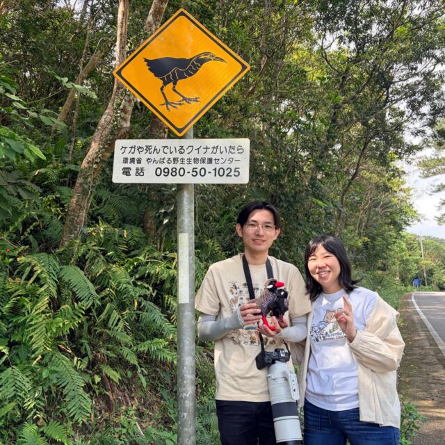 2026年3月9日(月)☀️那覇にご宿泊🏨の仲良しご夫婦が遊びに来てくれました‼️‼️朝からはるばる国頭村までありがとうございました‼️🚗最近は見ることができていなかったので不安もありましたが今回は見ることができました✨✨カメラ📷にも納めることができたようで楽しんで頂けましたでしょうか🥰また、機会がございましたらいつでもお待ちしております。👍ありがとうございました🙌🙌

天然記念物の野性のヤンバルクイナ探し体験‼️
沖縄最北端の国頭村を巡る🌲
https://okuma-navi.net/nature/

#やんばるくいな
#ヤンバルクイナ
#国頭村
#やんばる
#探検

🌻オクマナビ

公式HP
https://okuma-navi.net

やんばる国立公園に指定された沖縄本島最北端の国頭村（くにがみそん）奥間（おくま）を中心に、亜熱帯の森やんばるの大自然の魅力を感じていただけるようなマリンアクティビティ・エコツアー、もの作りなど様々なメニューを用意しています。

🌴ショップインフォメーション
遠方から来られるお客様も安心してご参加頂けます。ウェットスーツ等のレンタルも無料ですので、持ち物は水着と着替えがあれば手ぶらでオッケーです👌
・受付施設　・更衣室　・シャワー（シャンプー、リンス、ボディーソープ完備）　・タオル　・トイレ　・無料駐車場

🐠✨詳しくはトップ画面のホームページからご覧ください❣️また、各ツアーページにある【体験のお申し込みはコチラ】よりご予約をお願い致します✨空き状況等を確認後、ご予約確認メールをお送りしております😊ご不明な点がございましたらお気軽にご連絡ください。

*****

🍺オクマナビ居酒屋
炭焼きBBQ🍖 
アグーしゃぶしゃぶ
牛もつ鍋
沖縄料理
釣り料理

公式HP
https://okumanavi-cafe.net

@okumanavi_cafe.bbq 

釣った魚を食べたいお客様や、アグーしゃぶしゃぶや牛もつ鍋、沖縄料理も多数ご用意‼️BBQガーデンやウッドデッキにてお食事が可能です🍻沖縄ならではの島野菜やお肉等、お客様に喜んでいただけるようなメニューをご提供しております😆社員旅行、新年会、忘年会、イベント、2次会、パーティーなどの貸し切り飲み放題プランも承ります‼️

*****

🛒オクマナビ公式オンラインショップ
https://okumanavi-shopping.net/

Tシャツ、バッグ、夜光貝アクセサリーを販売中✨夜光貝アクセサリーブランドAOVOY （アオヴォイ）が誕生💎皆様のご愛顧の程、宜しくお願い致します🎁

@okumanavi_onlineshop 
@okuma_greenturban 

****