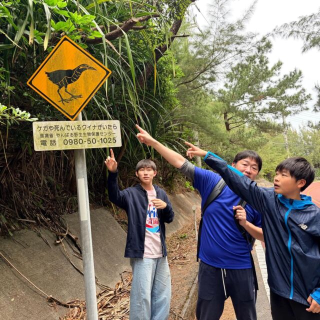 2026年3月23日(月)恩納村にご宿泊🏨のファミリーが遊びに来てくれました🚗✨✨野生のヤンバルクイナを探そうツアーへ🌿今回はなんと、4羽の野生のヤンバルクイナを見ることができました👏✨ヤンバルクイナもそろそろ繁殖時期に入り、見られるチャンスが増えてきています👀また、機会がございましたら、ぜひ遊びに来てください😁いつでもお待ちしております👍ありがとうございました🙌🙌

天然記念物の野性のヤンバルクイナ探し体験🕵🏻‍♂️✨
沖縄最北端の国頭村を巡る🌲🌲🌲🌲🌲
https://okuma-navi.net/nature/

#ヤンバルクイナ 
#やんばる世界自然遺産 
#やんばるくいな展望台 
#ファミリー旅行 
#国頭村

🌻オクマナビ

公式HP
https://okuma-navi.net

やんばる国立公園に指定された沖縄本島最北端の国頭村（くにがみそん）奥間（おくま）を中心に、亜熱帯の森やんばるの大自然の魅力を感じていただけるようなマリンアクティビティ・エコツアー、もの作りなど様々なメニューを用意しています。

🌴ショップインフォメーション
遠方から来られるお客様も安心してご参加頂けます。ウェットスーツ等のレンタルも無料ですので、持ち物は水着と着替えがあれば手ぶらでオッケーです👌
・受付施設　・更衣室　・シャワー（シャンプー、リンス、ボディーソープ完備）　・タオル　・トイレ　・無料駐車場

🐠✨詳しくはトップ画面のホームページからご覧ください❣️また、各ツアーページにある【体験のお申し込みはコチラ】よりご予約をお願い致します✨空き状況等を確認後、ご予約確認メールをお送りしております😊ご不明な点がございましたらお気軽にご連絡ください。

*****

🍺オクマナビ居酒屋
炭焼きBBQ🍖 
アグーしゃぶしゃぶ
牛もつ鍋
沖縄料理
釣り料理

公式HP
https://okumanavi-cafe.net

@okumanavi_cafe.bbq 

釣った魚を食べたいお客様や、アグーしゃぶしゃぶや牛もつ鍋、沖縄料理も多数ご用意‼️BBQガーデンやウッドデッキにてお食事が可能です🍻沖縄ならではの島野菜やお肉等、お客様に喜んでいただけるようなメニューをご提供しております😆社員旅行、新年会、忘年会、イベント、2次会、パーティーなどの貸し切り飲み放題プランも承ります‼️

*****

🛒オクマナビ公式オンラインショップ
https://okumanavi-shopping.net/

Tシャツ、バッグ、夜光貝アクセサリーを販売中✨夜光貝アクセサリーブランドAOVOY （アオヴォイ）が誕生💎皆様のご愛顧の程、宜しくお願い致します🎁

@okumanavi_onlineshop 
@okuma_greenturban 

****