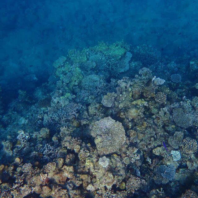 毎日、たくさんの皆様に遊びにお越し頂きありがとうございます😊心より感謝申し上げます💖ゴールデンウィーク、夏休みのご予約も増えて参りました。前日予約も多いのですが、毎年ながらスタッフのスケジュール調整か必要となっております。その為、ご予約を受け賜る事ができない場合も多い為、その当日の天気も気になるとは思いますが、ご予約は早めに頂けると非常に助かります✨✨当ショップでは、万が一ご希望のツアーができない場合でも、その他にも催行可能なツアーをご案内させて頂いております。
皆様のご理解、ご協力をお願い致します🙇

#ゴールデンウィーク
#夏休み
#ご予約は早めに
#感謝
#遊びに来てねー 

🌻オクマナビ

公式HP
https://okuma-navi.net

やんばる国立公園に指定された沖縄本島最北端の国頭村（くにがみそん）奥間（おくま）を中心に、亜熱帯の森やんばるの大自然の魅力を感じていただけるようなマリンアクティビティ・エコツアー、もの作りなど様々なメニューを用意しています。

🌴ショップインフォメーション
遠方から来られるお客様も安心してご参加頂けます。ウェットスーツ等のレンタルも無料ですので、持ち物は水着と着替えがあれば手ぶらでオッケーです👌
・受付施設　・更衣室　・シャワー（シャンプー、リンス、ボディーソープ完備）　・タオル　・トイレ　・無料駐車場

🐠✨詳しくはトップ画面のホームページからご覧ください❣️また、各ツアーページにある【体験のお申し込みはコチラ】よりご予約をお願い致します✨空き状況等を確認後、ご予約確認メールをお送りしております😊ご不明な点がございましたらお気軽にご連絡ください。

*****

🍺オクマナビ居酒屋
炭焼きBBQ🍖 
アグーしゃぶしゃぶ
牛もつ鍋
沖縄料理
釣り料理

公式HP
https://okumanavi-cafe.net

@okumanavi_cafe.bbq 

釣った魚を食べたいお客様や、アグーしゃぶしゃぶや牛もつ鍋、沖縄料理も多数ご用意‼️BBQガーデンやウッドデッキにてお食事が可能です🍻沖縄ならではの島野菜やお肉等、お客様に喜んでいただけるようなメニューをご提供しております😆社員旅行、新年会、忘年会、イベント、2次会、パーティーなどの貸し切り飲み放題プランも承ります‼️

*****

🛒オクマナビ公式オンラインショップ
https://okumanavi-shopping.net/

Tシャツ、バッグ、夜光貝アクセサリーを販売中✨夜光貝アクセサリーブランドAOVOY （アオヴォイ）が誕生💎皆様のご愛顧の程、宜しくお願い致します🎁

@okumanavi_onlineshop 
@okuma_greenturban 

****