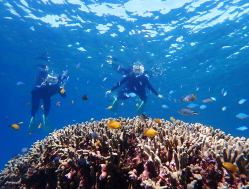 シュノーケリング