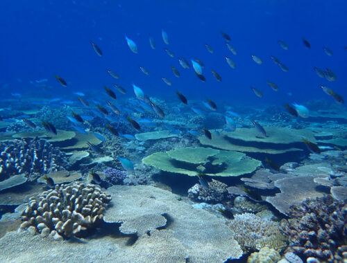 シュノーケリング