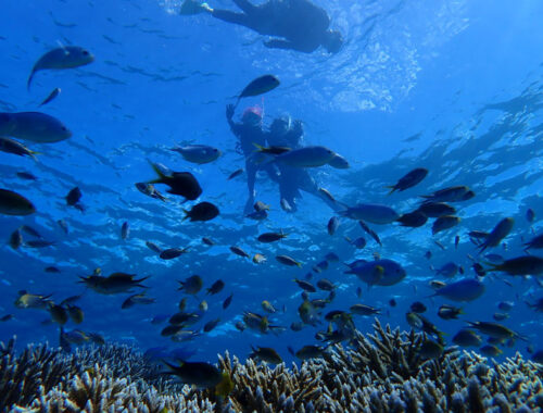 シュノーケリング